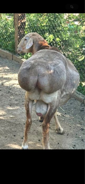 Продается баранина мясо, откорме,  доставка бесплатно, 3300тг/кг