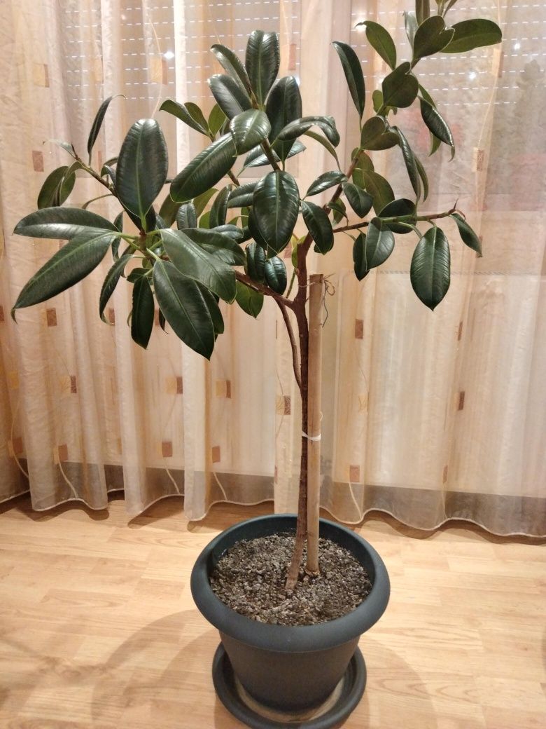 Ficus planta de apartament