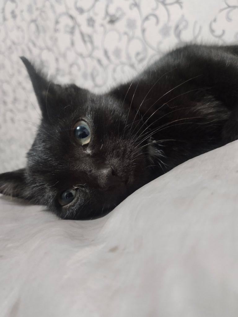 Кот мальчик в добрые руки