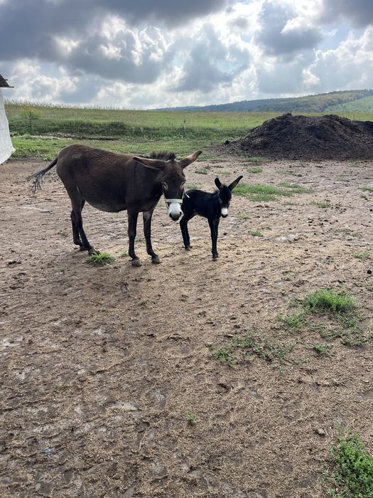 Vand magarita cu pui,cu lapte