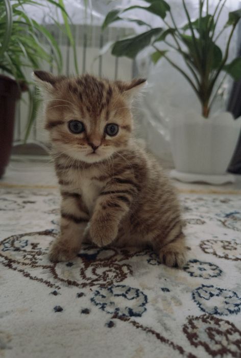 Котенка британский вислоухий