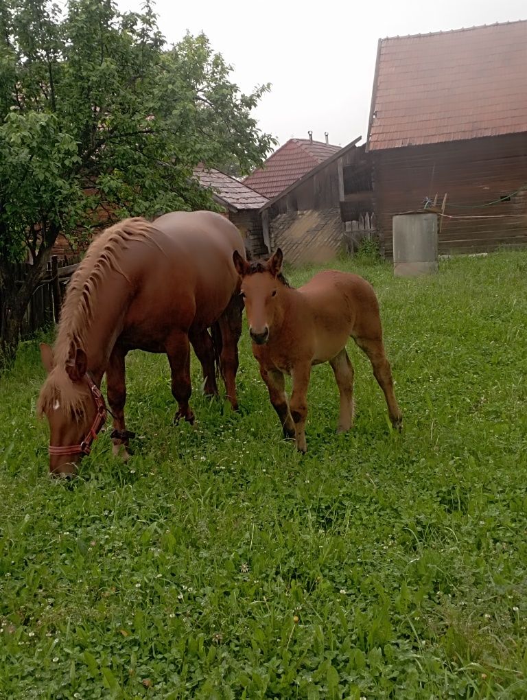 Vând iapa de 3 ani cu mânză de 7 săptămâni