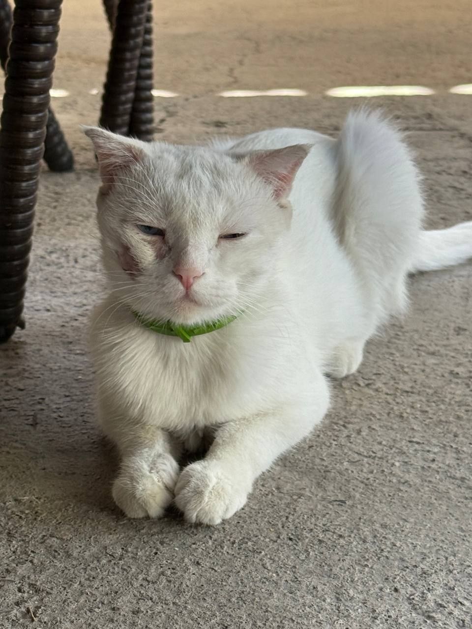 Отдам даром кота