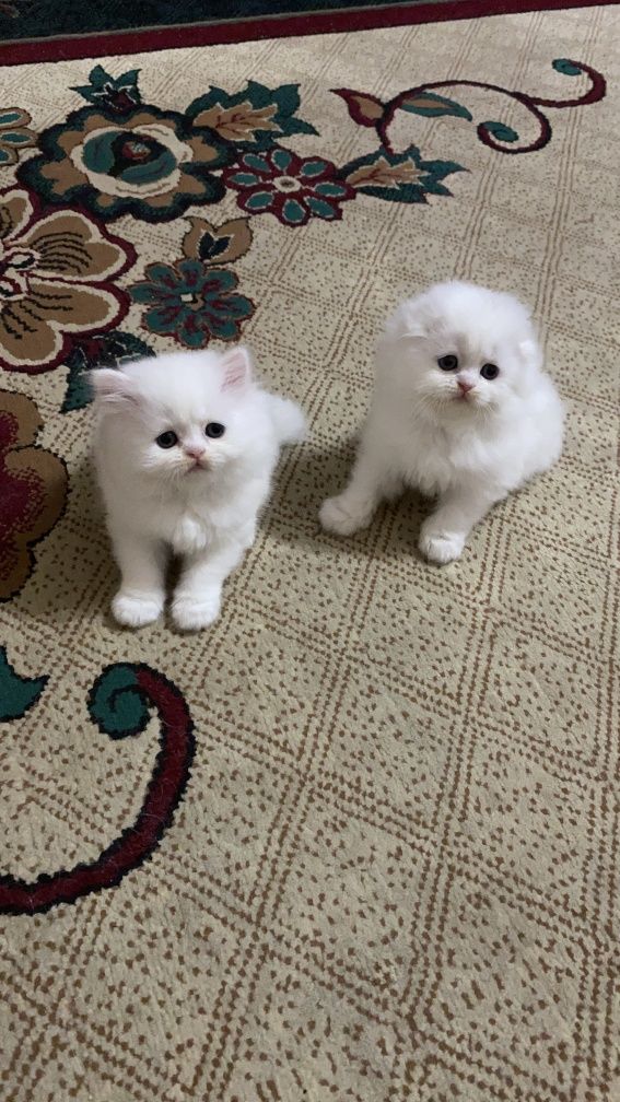 Scottish Fold & Scottish Straight