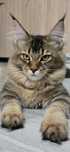 Pui pisica Maine coon 6 luni