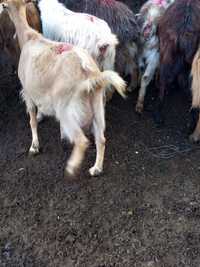 Vând 25 de capre cu lapte bune de ținut