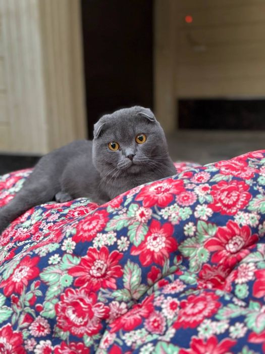 Продается кот, Вислоухий шотландец