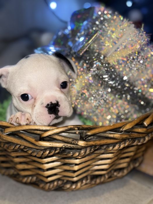 Свободни френски булдози