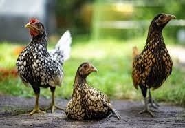 Vand Gaini Sebright - Sebrid