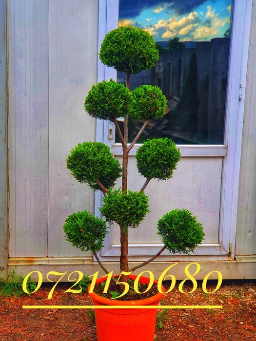 Olea europaea, maslin secular.