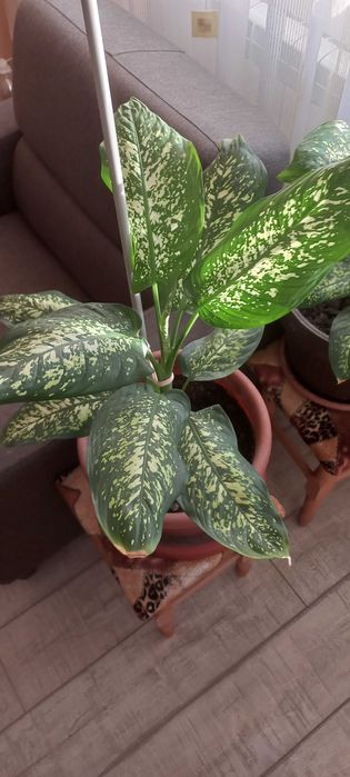 Vand dieffenbachia si monstera deliciosa