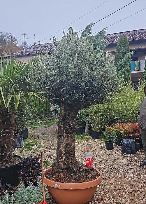 PonPon Maslin , Chiparos Albastru  Leilandy Brad ! Plante Ornamentale