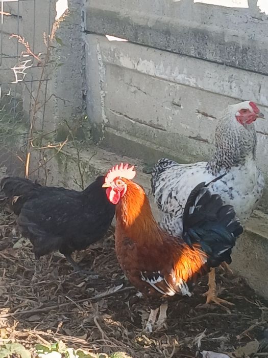 Vând cocosi americana si cocosi de casa.