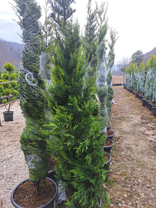 Tuia leylandi, smarald, spirală, pon pon, magnolie, gazon, palmieri