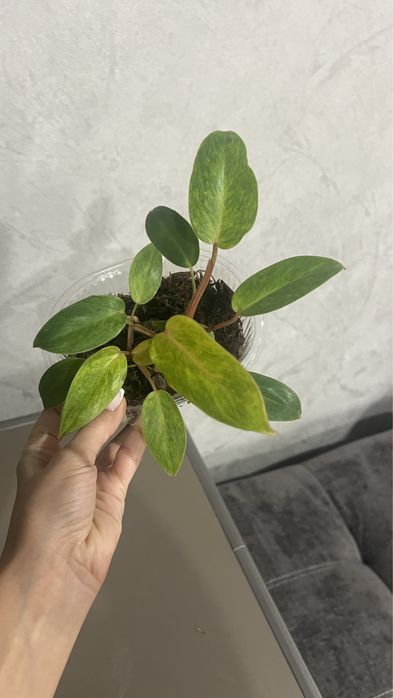 Домашние цветы розовая принцесса