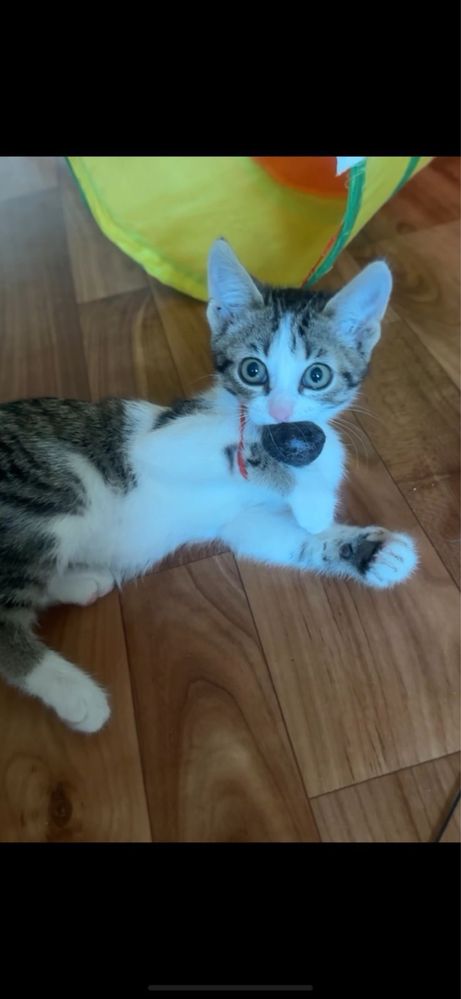 Котенок девочка ищет дом