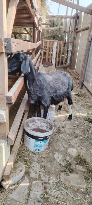 Бугуз ва онабача куйлар сотила    ди.