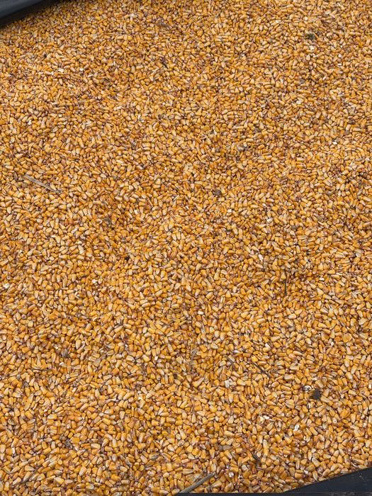 Продавам Фуражна Царевица