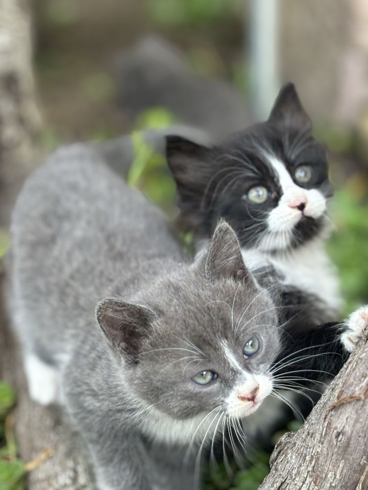 Коте малко мъжко