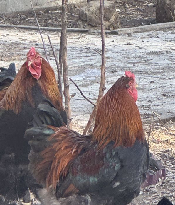 Продам петухов моллодые