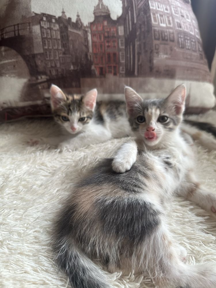 Котята ищут дом
