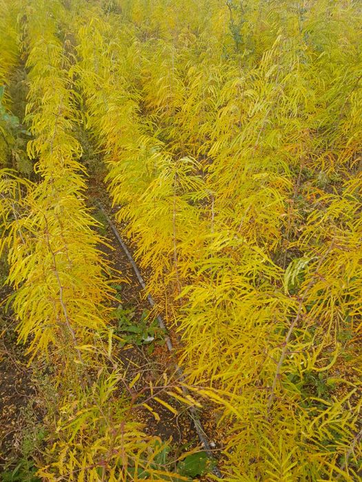 Puieti de stejar și glădiță