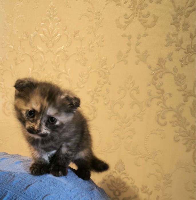 Отдам котят в хорошие руки.