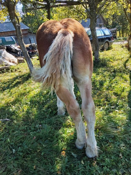 Mânz de 5 luni foarte blând de vânzare