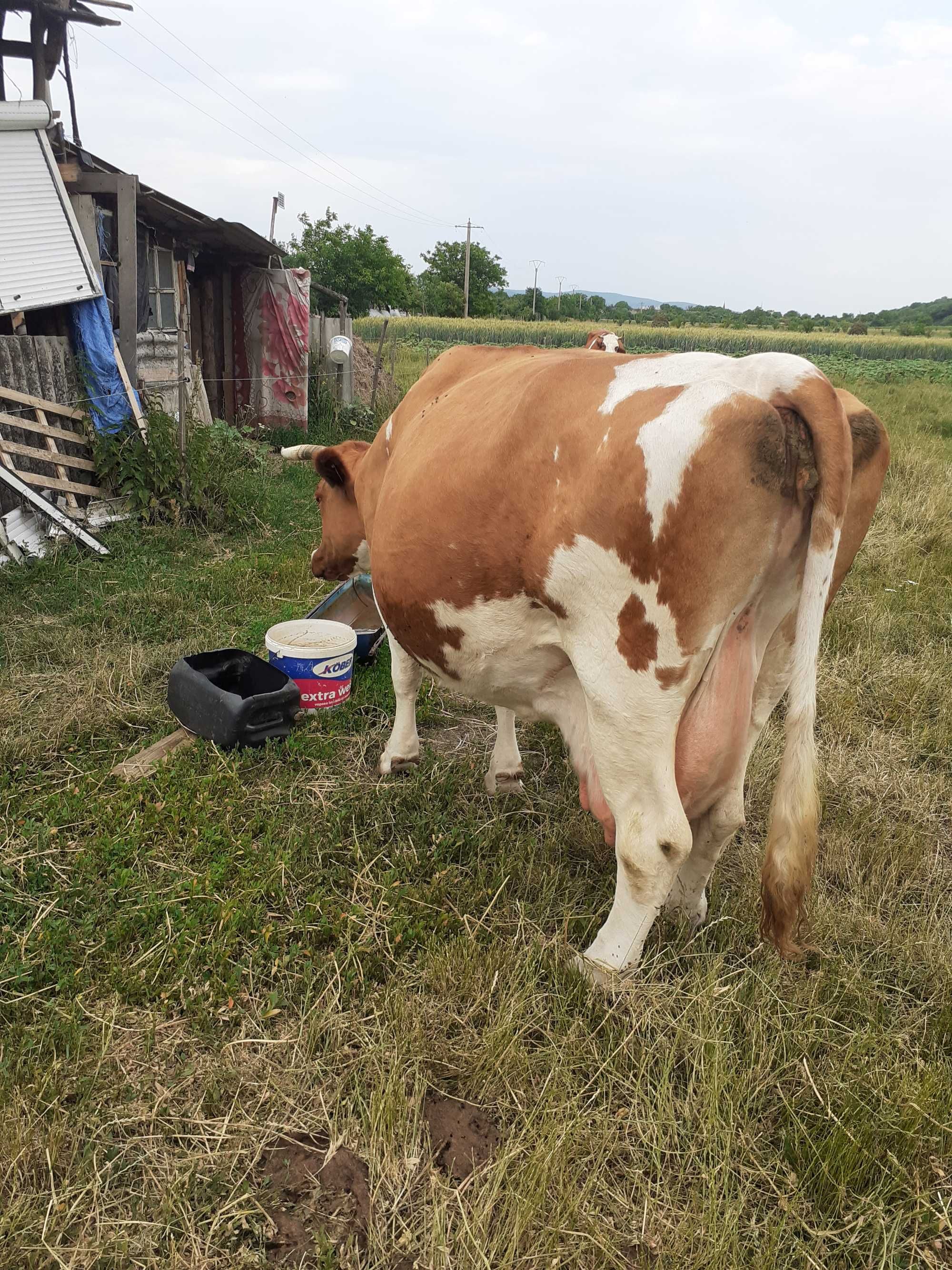 Vând vacă a făta în luma8-a