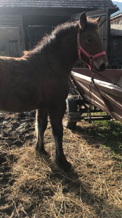 mânz de 5 luni de vanzare