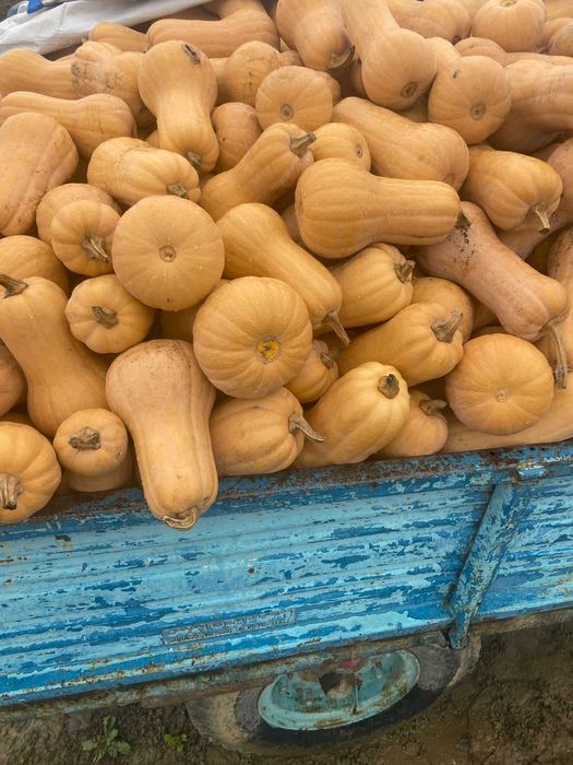 Vând dovleci plăcintari