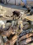 Capra de vanzare + alte animale