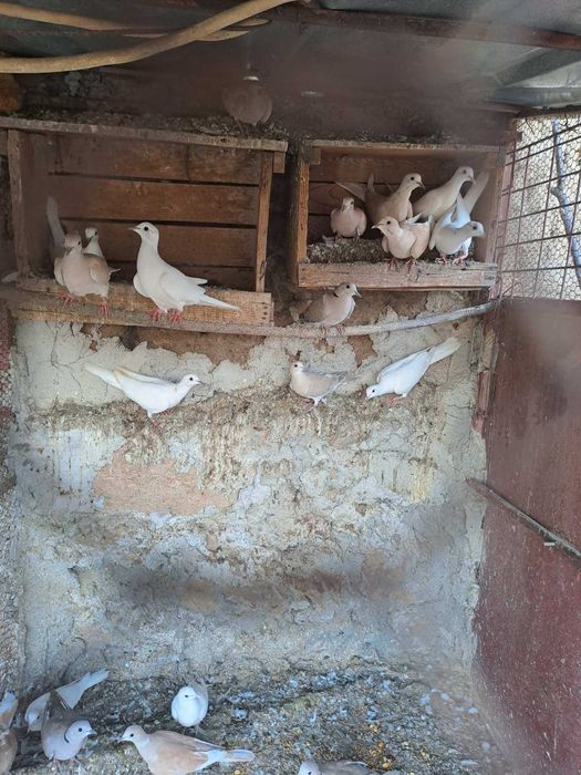 Гугутки и гълъби