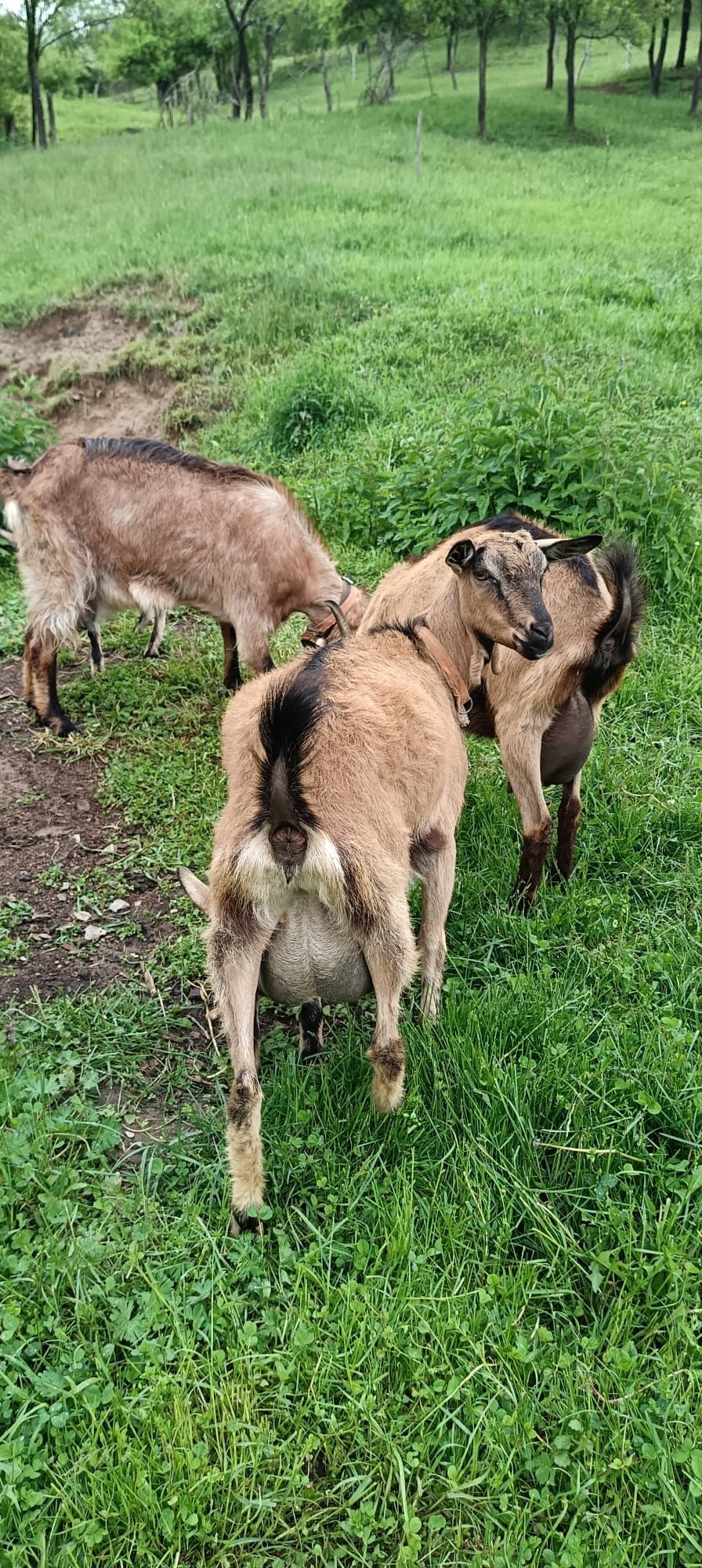 Vând capre bune de lapte