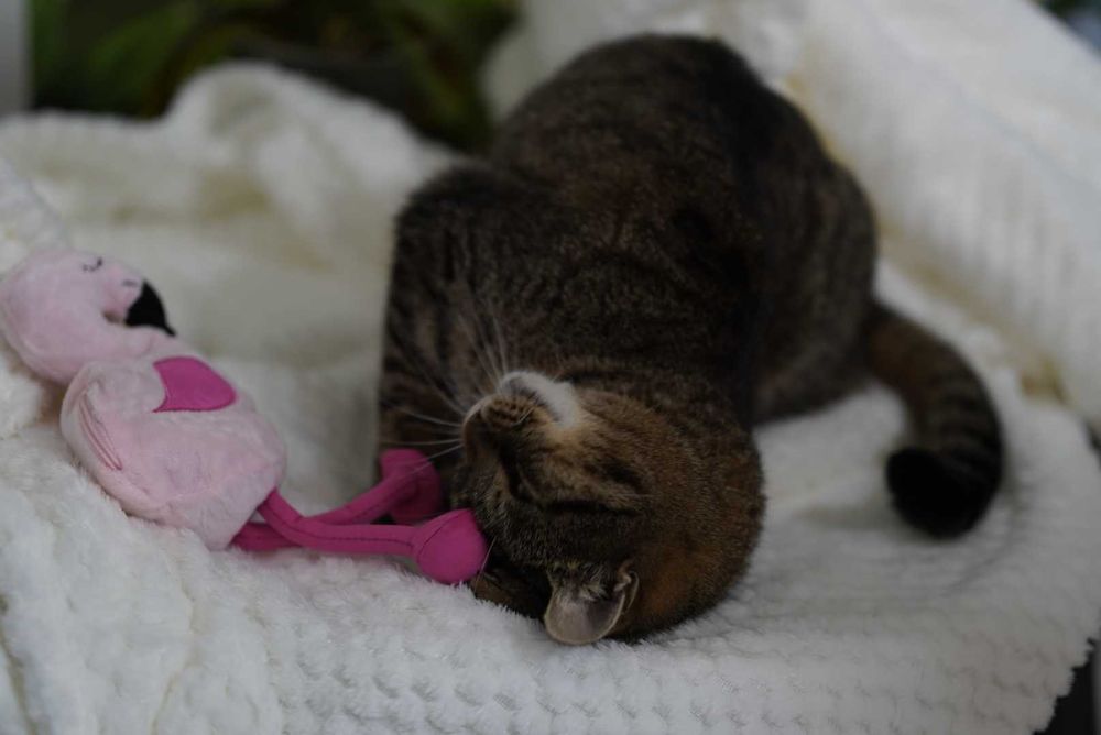 Sisi - pisica perfecta exista si isi cauta familia