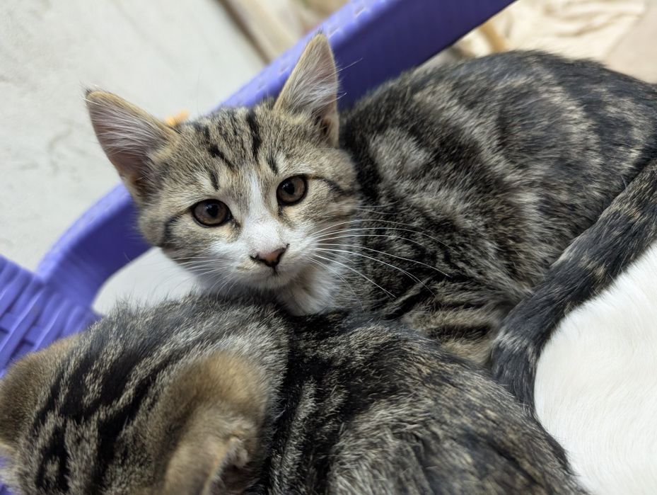 uy mushukchalari (ovchi) / домашние котята (охотники)