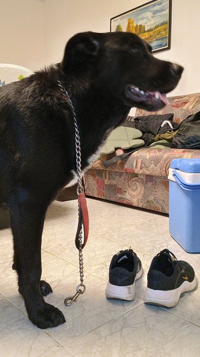 Немска овчарка/ Каракачанска овчарка на 11 месеца