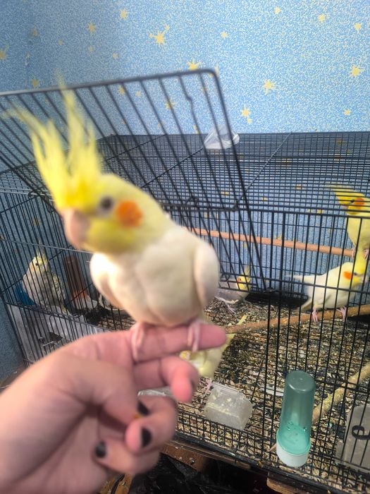 150 min Karella qushlari ruchnoyga orgatishgayam  bolasi bor