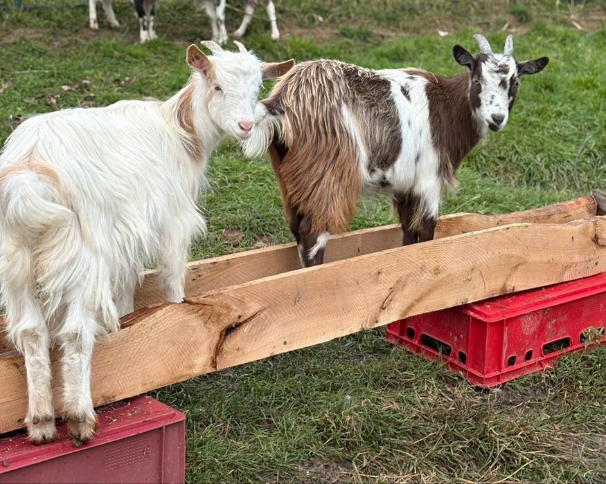 De vânzare un țap și două iede