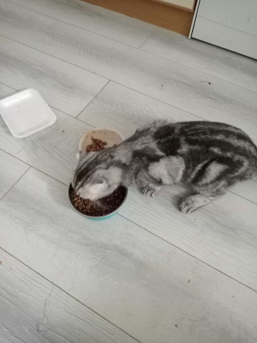 Шотландская вислоухая кошка