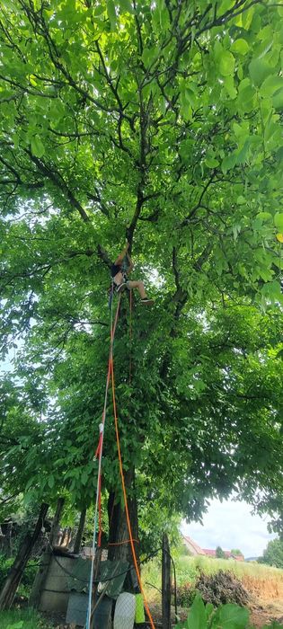 Arborist – Taiere si toaletare copaci - Sigur, Rapid, Fără Deteriorări