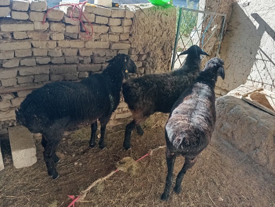 Сотилади 2та куй бугоз 1та кучкор