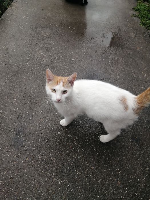 Se da spre adopție baiat