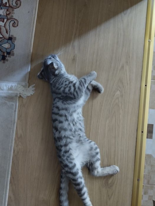 Продаётся котёнок