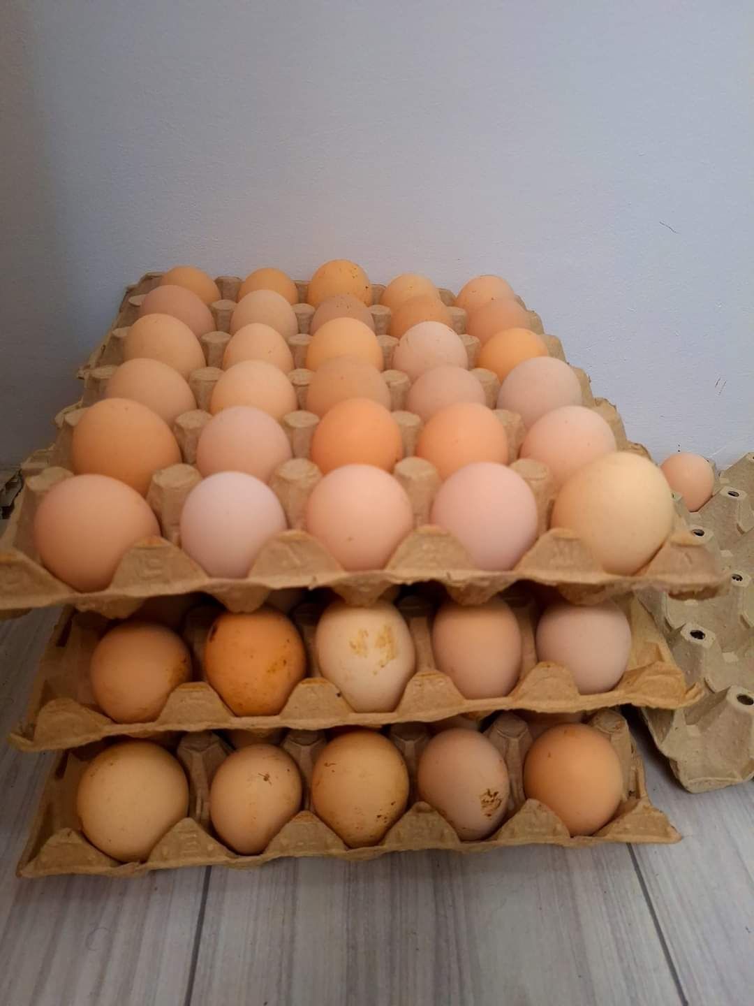 Ouă pentru incubat din rasa Australorp