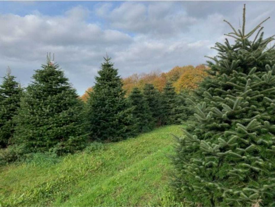 Vand Brazi si multe alte plante ornamentale