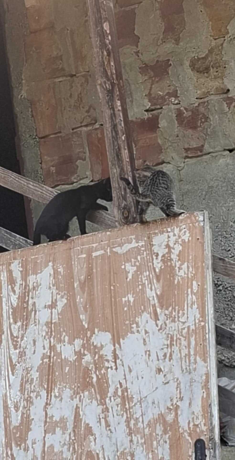 Подарявам малки котенца