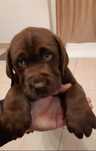 Labrador Mascul ciocolatiu certificat pedigree