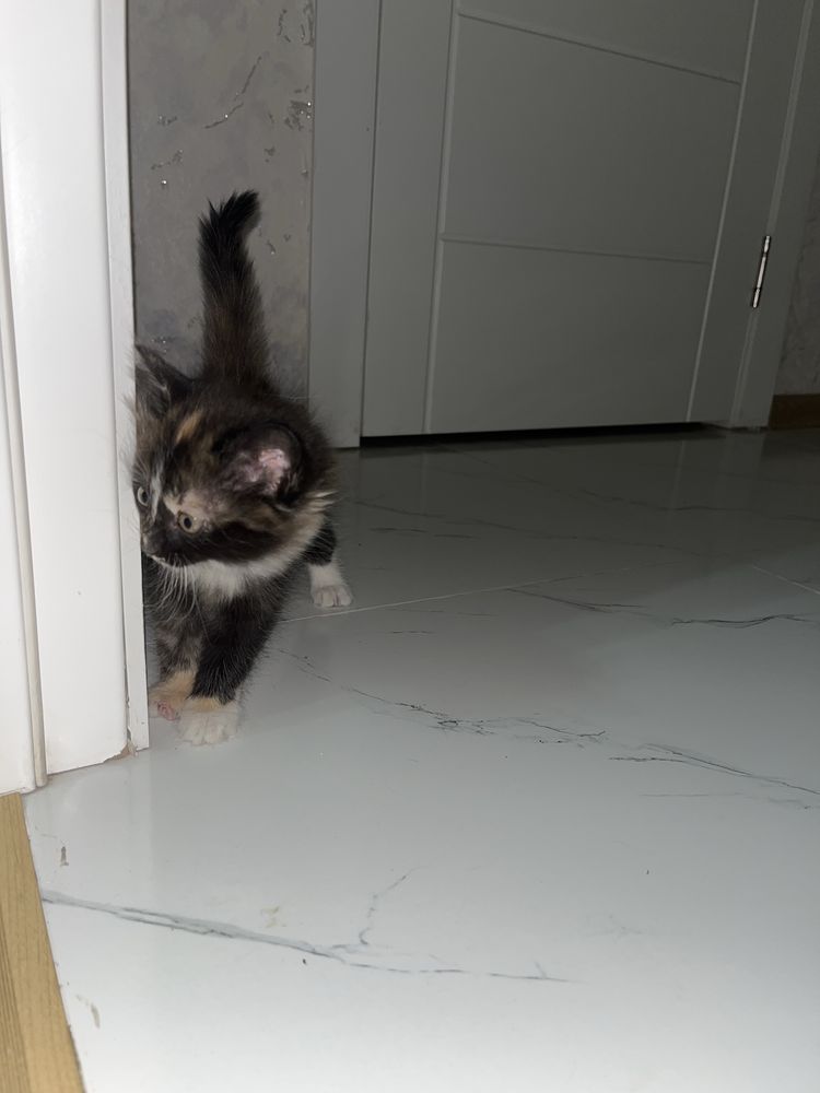 Отдам котят в добрые руки