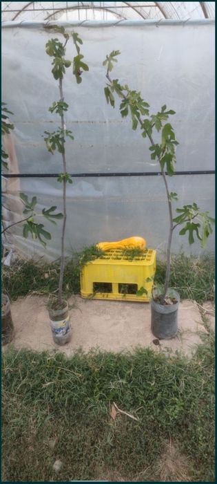 Smochin smochini in ghivece preț începând de la 15 lei